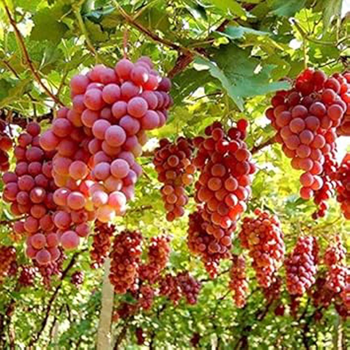 Ruby Roman Grape Fruit Seeds for Planting Heirloom Non-GMO High Germination Organic Garden Seeds