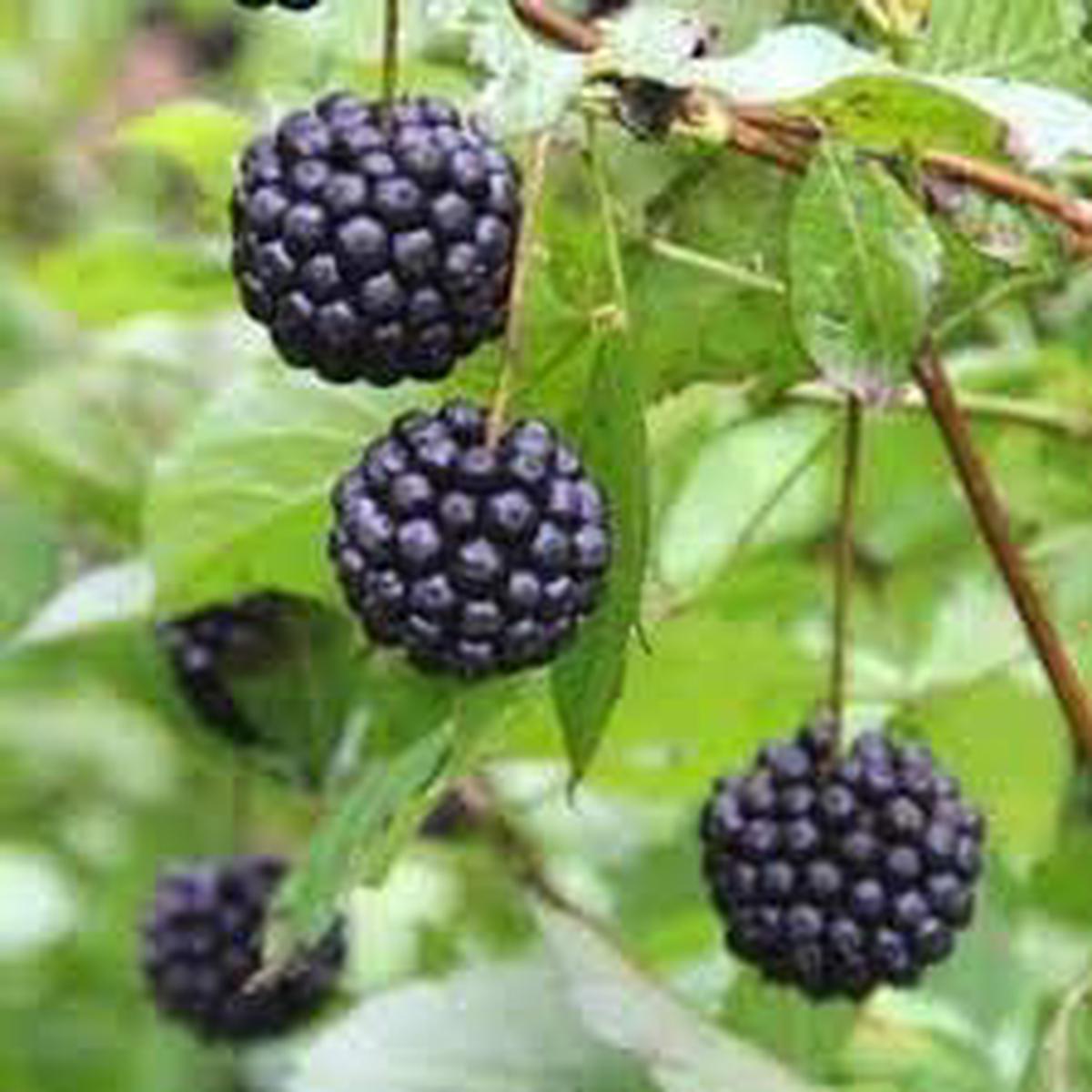 Siberian Fruit Seed Set | Grow Hardy, Unique Fruit Varieties