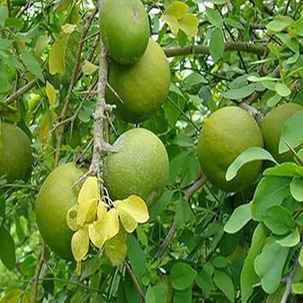 Stone Apple Seeds for Planting Heirloom, Non-GMO, High Germination Organic Garden Seeds for Distinctive, Aromatic Fruit Plants
