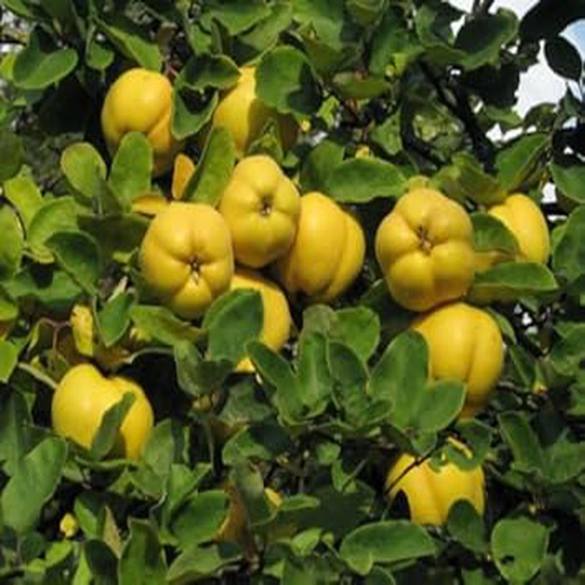 Yellow Quince Fruit Seeds for Planting Unique, Fragrant Quince for Your Garden, Heirloom & Non-GMO Seeds