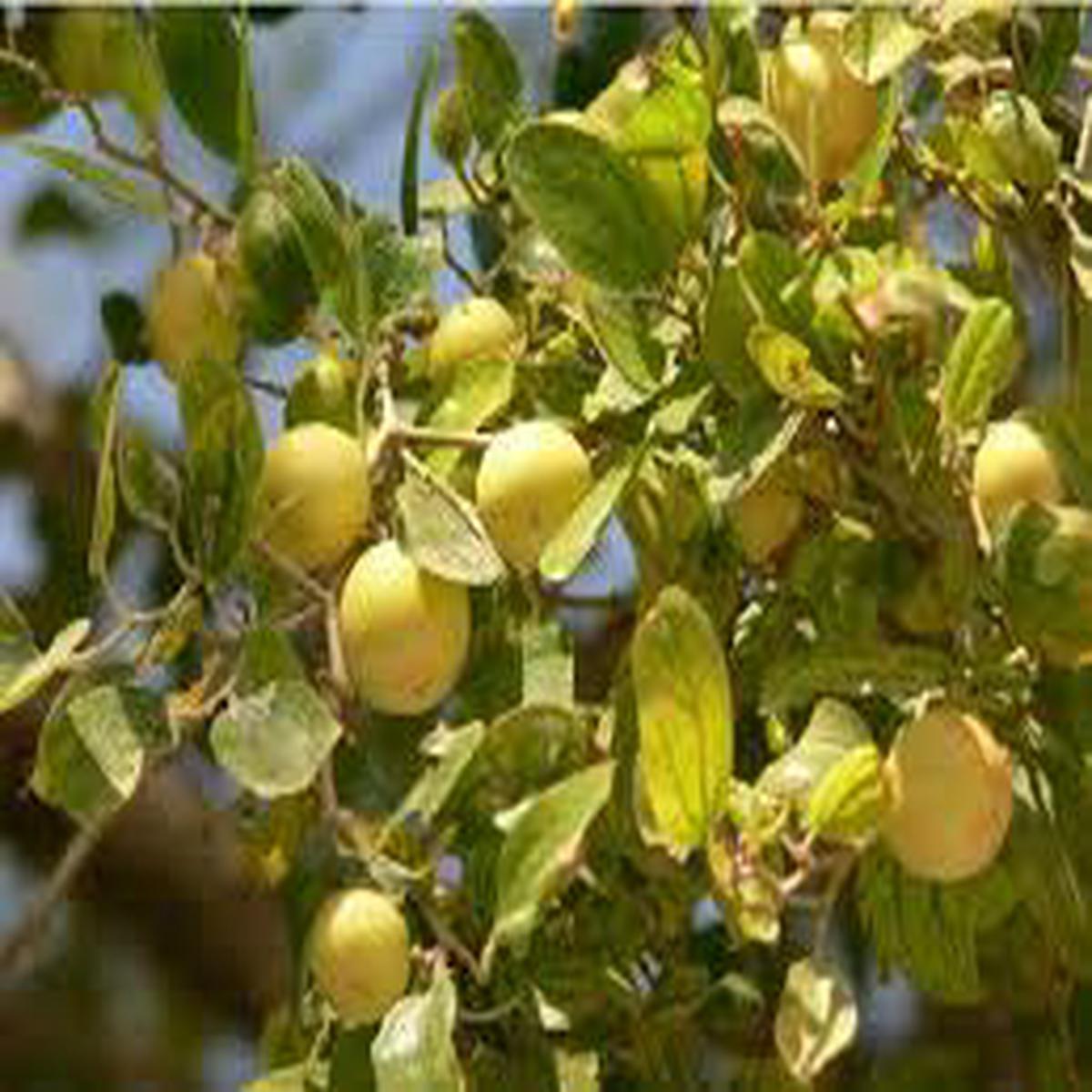 Ziziphus spina-christi (Christs Thorn Jujube) Fruit Seeds for Planting  Heirloom Non-GMO Organic Garden Seeds