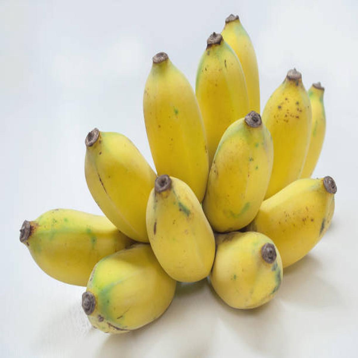 Pisang Awak Dwarf Banana Fruit Seeds for Planting Tall, Fruitful Banana Trees, Heirloom & Non-GMO, High Germination