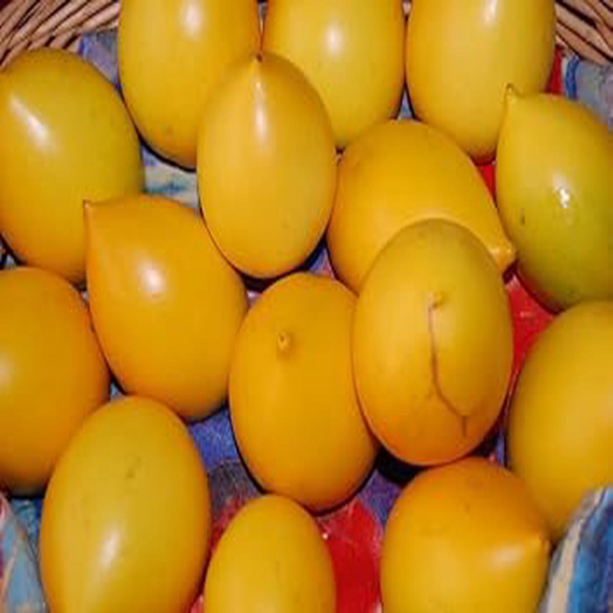 Abiu Fruit Seeds for Planting  Heirloom, Non-GMO Seeds for Sweet Tropical Fruits in Home Gardens