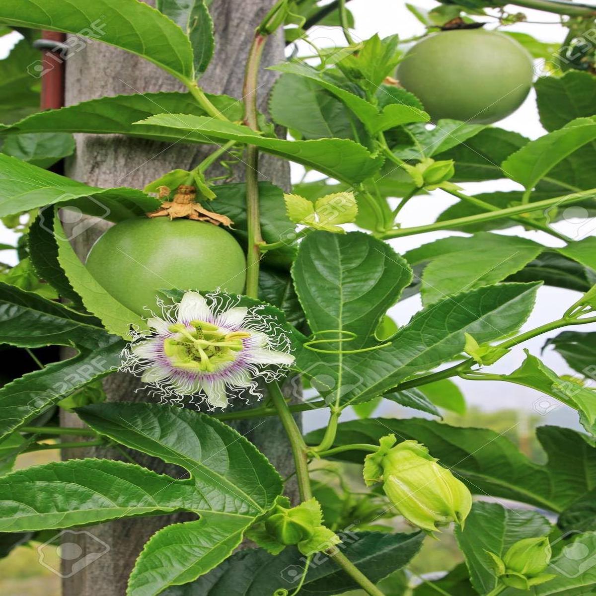 100pcs Edulis Fruit Seeds for Planting | Heirloom Non-GMO Organic Seeds for Sweet Garden Edulis Fruits