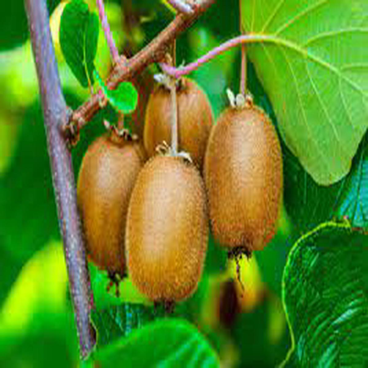 Actinidia Polygama Plant Seeds for Planting Heirloom Non-GMO High Germination Organic Garden Seeds