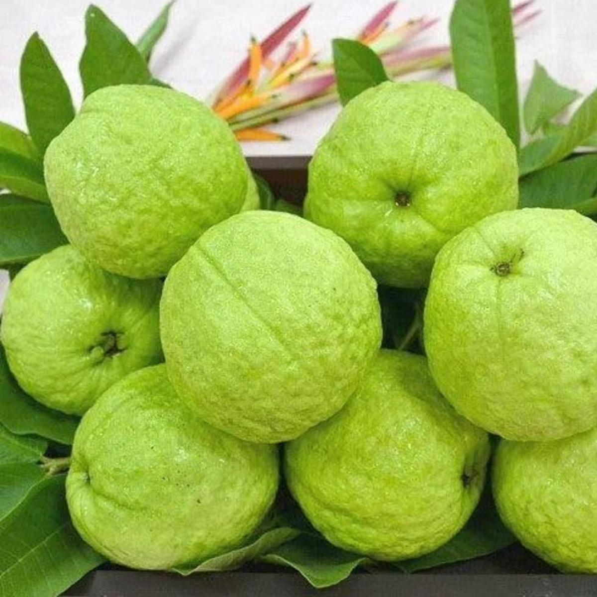 Allahabad Guava Fruit Seeds for Planting  Heirloom, Non-GMO, High Germination Organic Seeds for Sweet Tropical Harvests