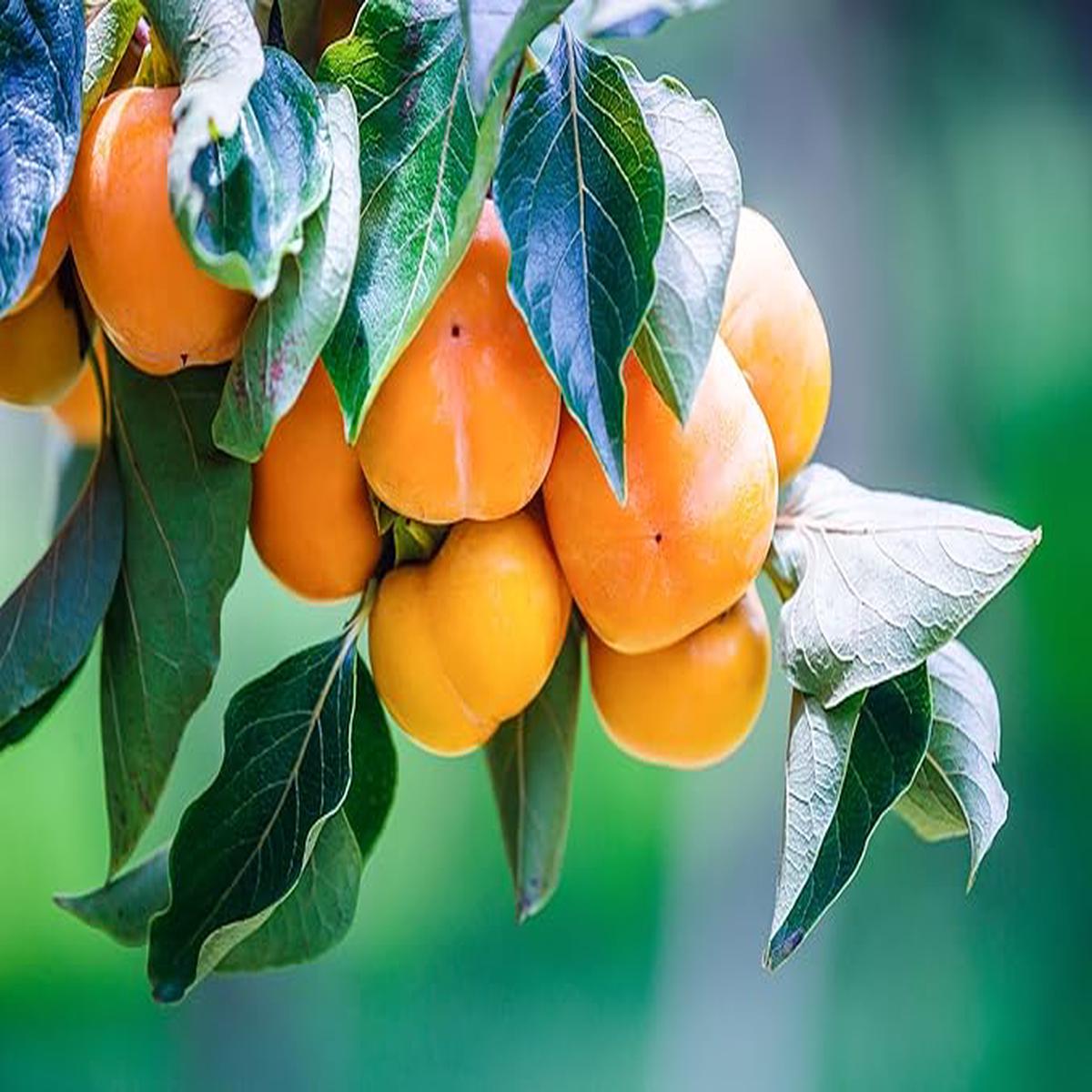 American Persimmons Fruit Tree Seeds for Planting  Heirloom Non-GMO High Germination Organic Garden Seeds