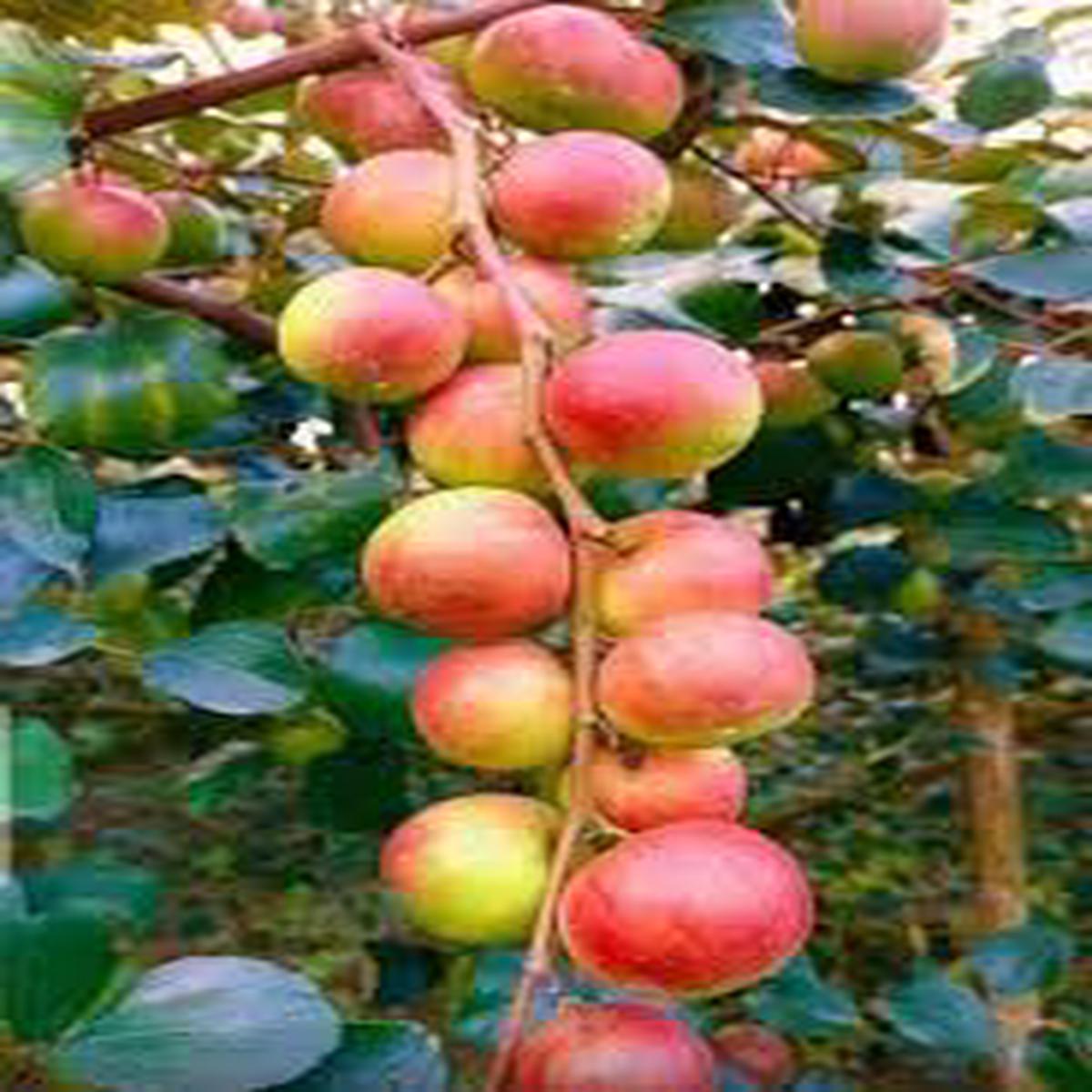 Apple Ber Ziziphus Fruit Seeds for Planting Hardy, Nutritious Fruits, Heirloom & Non-GMO Seeds
