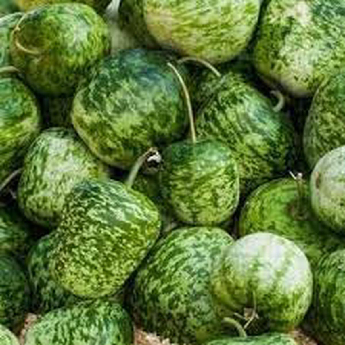 Apple Gourd Fruit Seeds for Planting Vibrant, Unique Garden Growth, Heirloom & Non-GMO Seeds