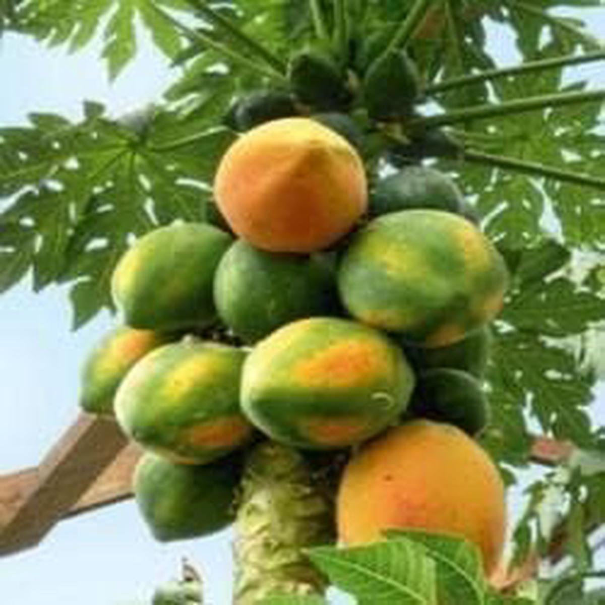 Yellow-Green Papaya Fruit Seeds for Planting Sweet Tropical Papayas for Your Home Garden, Heirloom Seeds