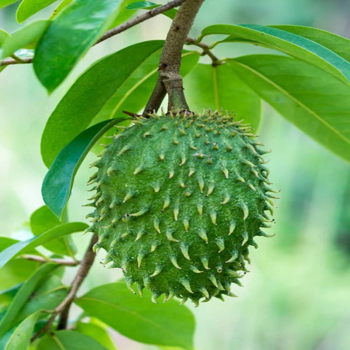 Annona muricata (Sirsak/Graviola/Guanabana) Fruit Seeds for Planting Heirloom & Non-GMO Tropical Seeds