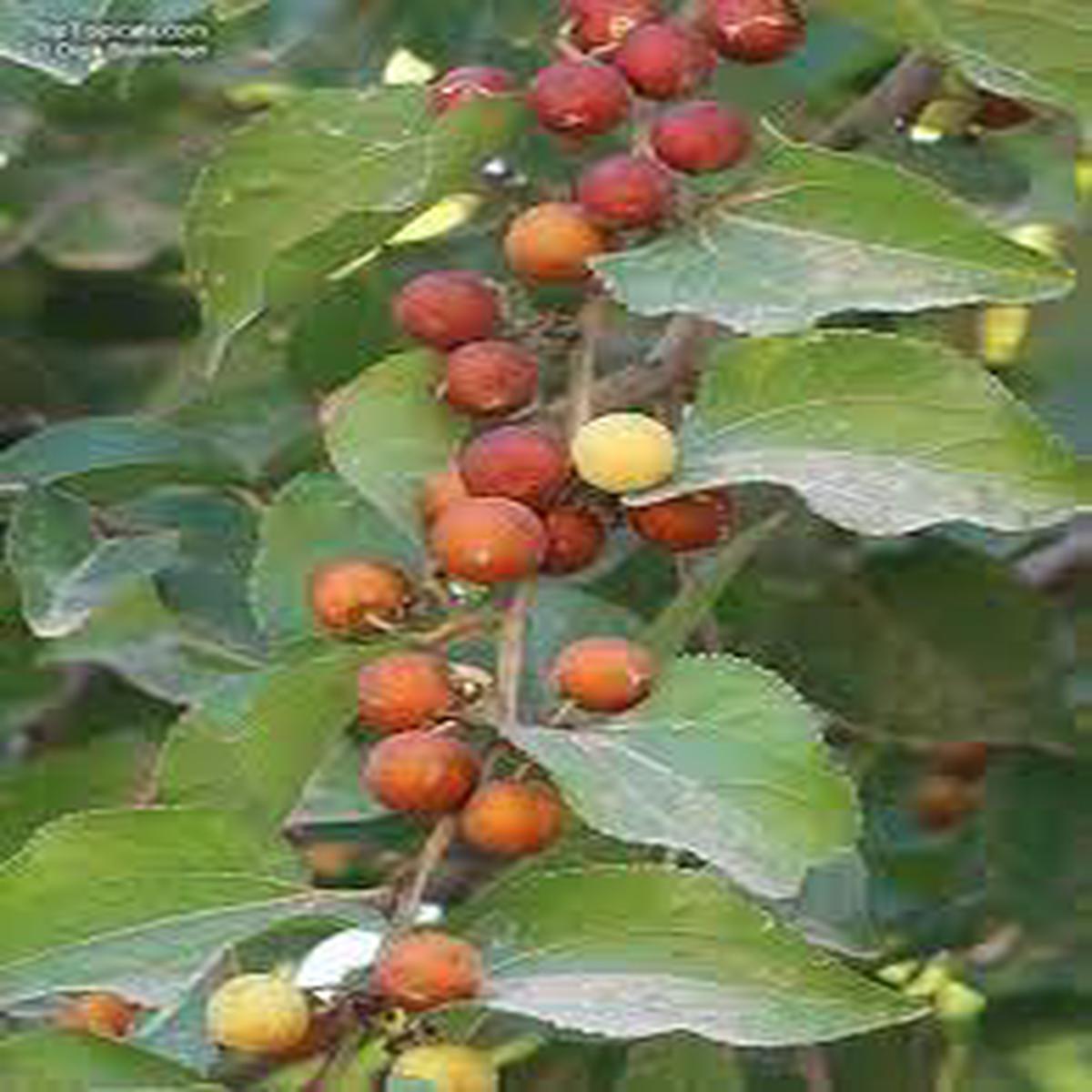 Ziziphus mucronata (Buffalo Thorn) Jujube Fruit Seeds for Planting Hardy Sweet Jujube Trees, Non-GMO Seeds