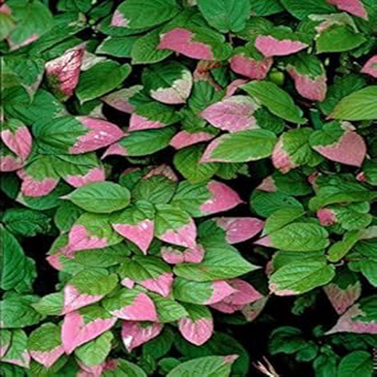 Actinidia Kolomikta Seeds  Hardy & Sweet Kiwi Fruit Trees