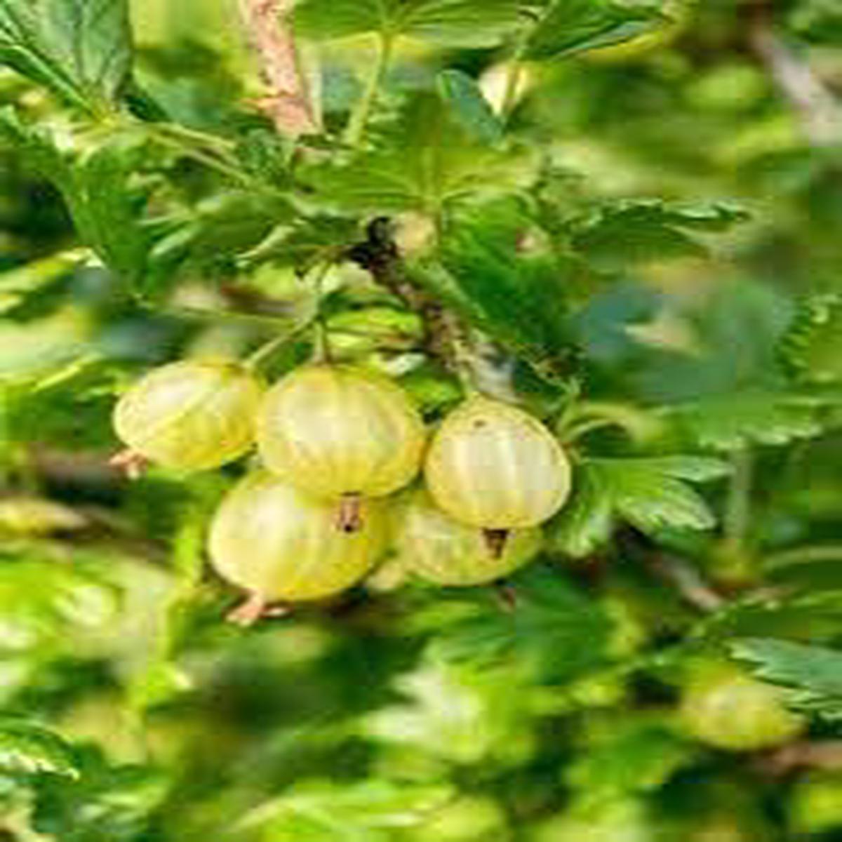 American Gooseberry Fruit Seeds (Ribes hirtellum) Tangy, Nutritious Berries for Your Garden, Heirloom & Non-GMO