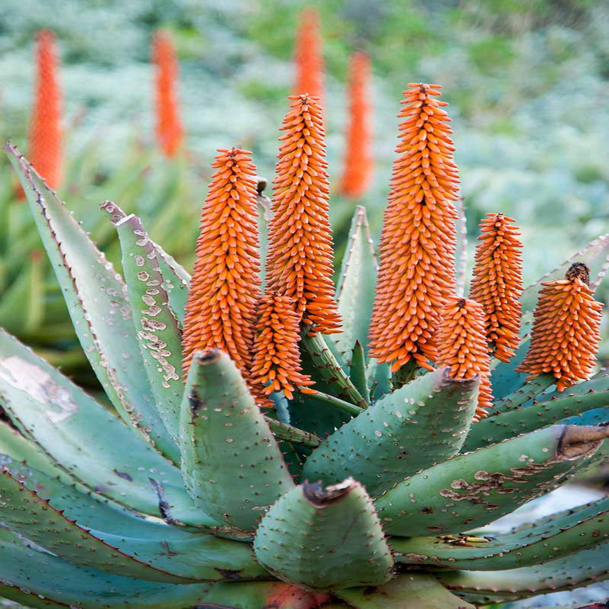 Aloe Vera Plant Seeds for Planting  Heirloom, Non-GMO Medicinal Succulent for Skincare & Home Remedies