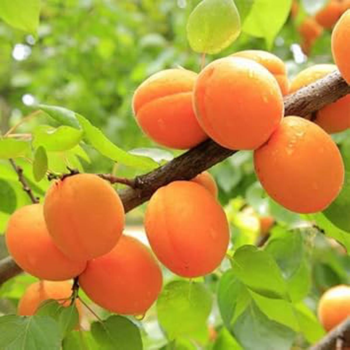 Apricot Fruit Seeds for Planting Heirloom Non-GMO High Germination Organic Garden Seeds