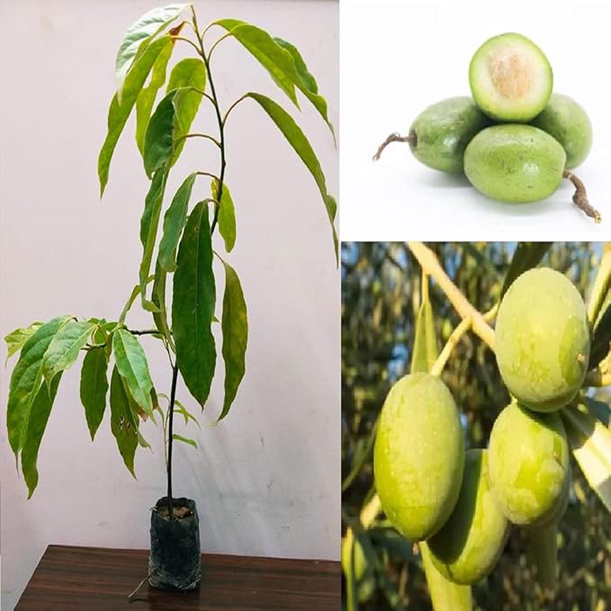 Arbequina Olive Seeds for Planting  Heirloom, Non-GMO, High-Yield Dwarf Olive Tree for Home Garden & Containers