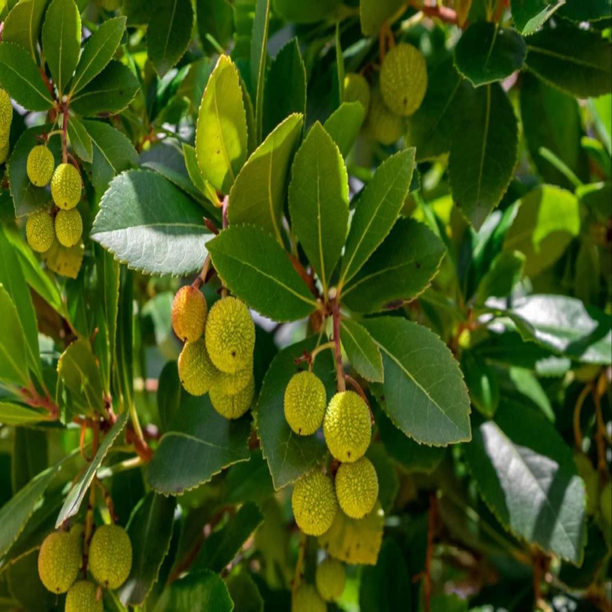 Arbutus unedo Strawberry Fruit Seeds  Green Variety, Ideal for Home Garden