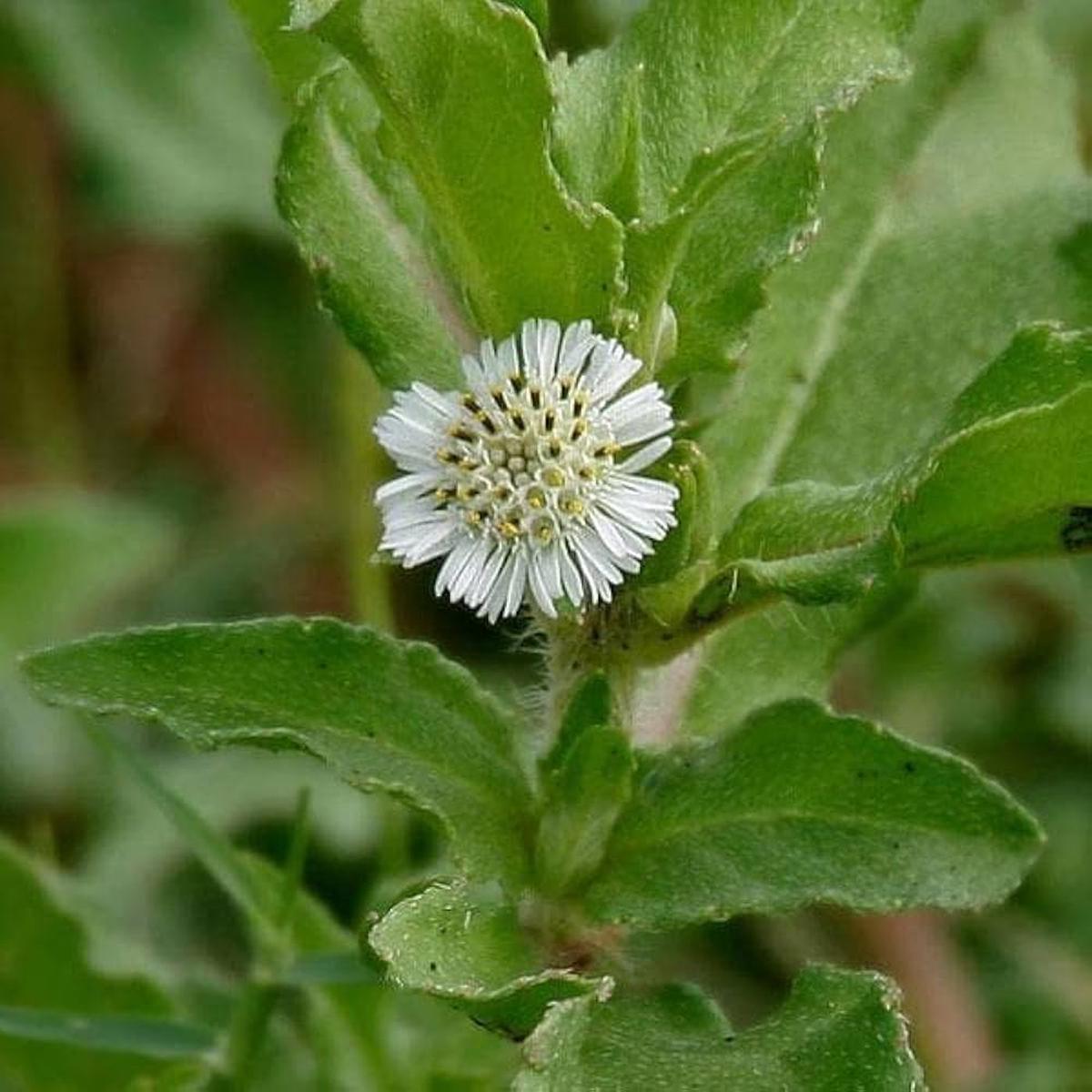 Bhringraj Flower Seeds for Planting  Heirloom, Non-GMO, Medicinal Herb Garden Seeds with High Germination