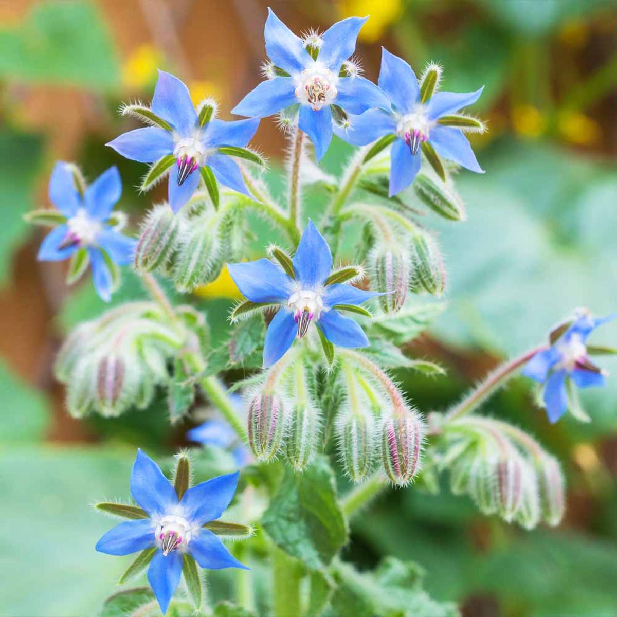 Borage Seeds for Planting Organic, Heirloom, Non-GMO Herb & Edible Flower Seeds for Pollinator and Culinary Gardens