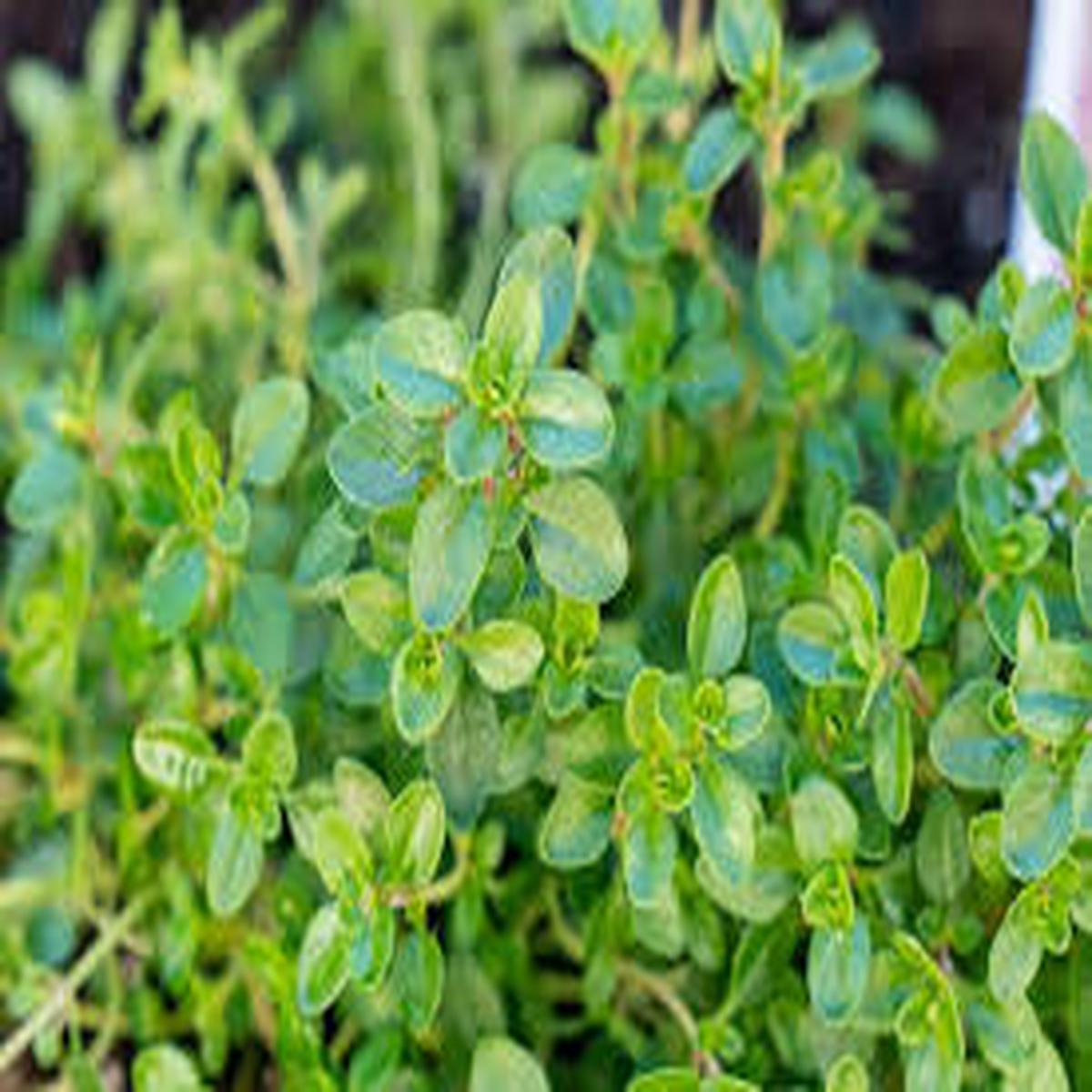 Common Thyme Herb Seeds for Planting  Heirloom, Non-GMO Culinary & Medicinal Garden Essential