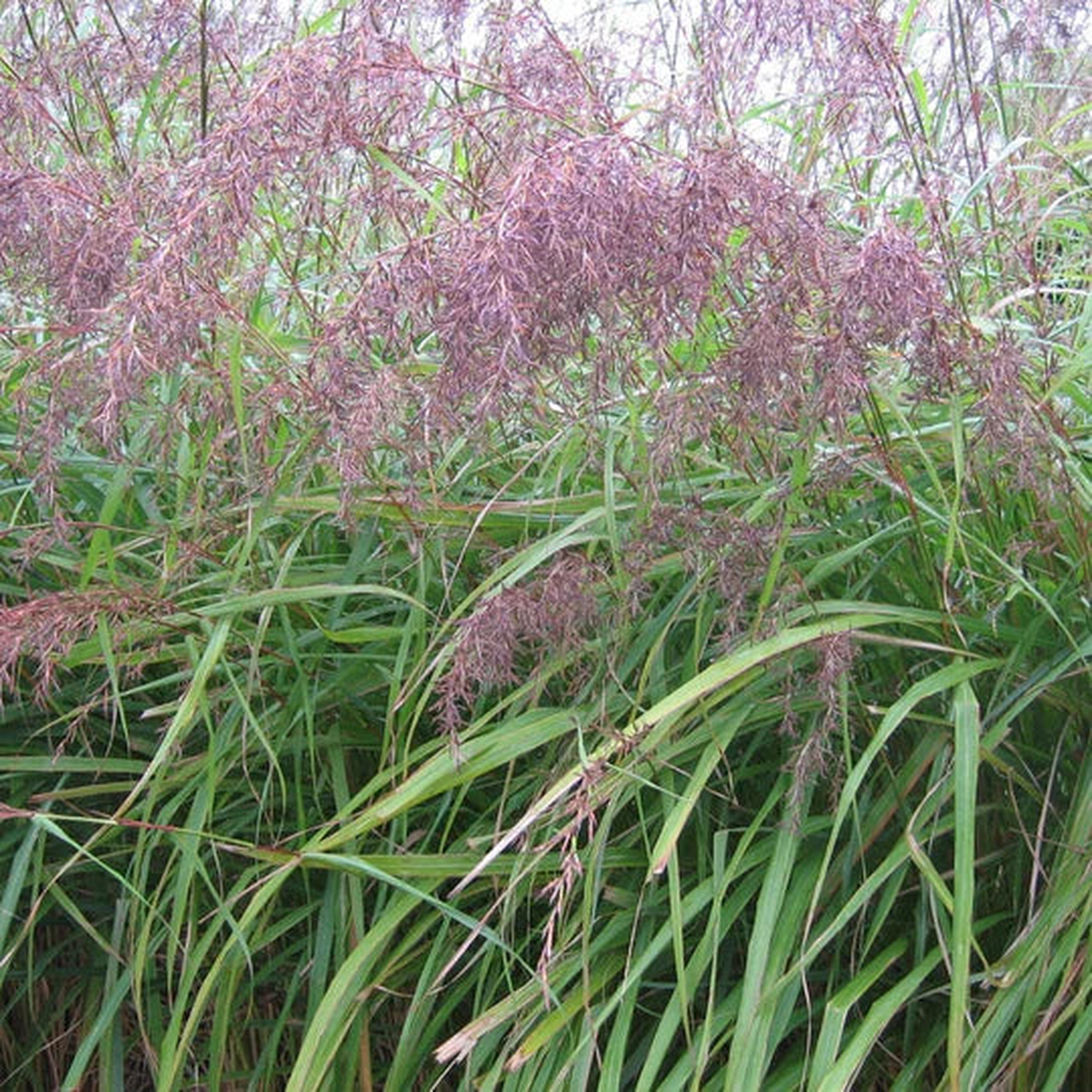 East Indian Lemongrass Seeds for Planting  Heirloom & Non-GMO Aromatic Herb for Teas, Cooking & Medicinal Gardens