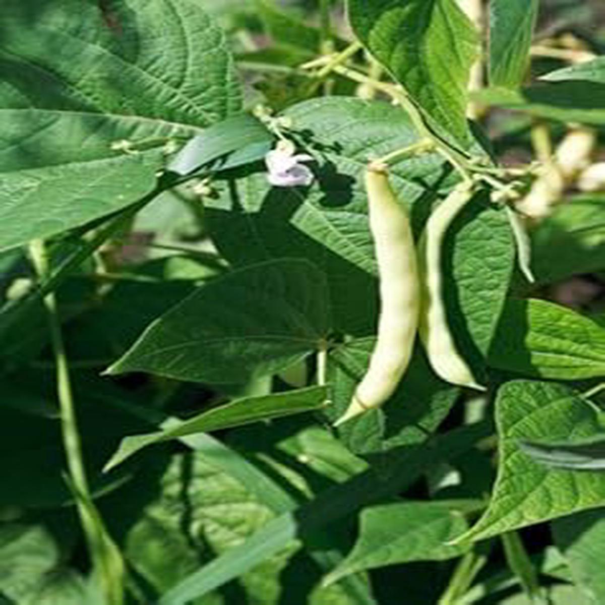 Hyacinth Bean Seeds for Planting  Fast-Growing, Climbing Vine with Vibrant Purple Flowers