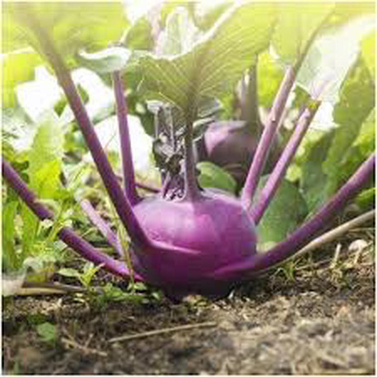 Kohlrabi Purple Vienna Seeds for Planting Heirloom, Non-GMO, Fast-Growing Cool-Season Vegetable