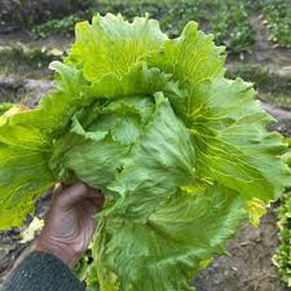 Lettuce Iceberg Seeds for Planting  Crisp Head, High Yield, Cool Season Vegetable