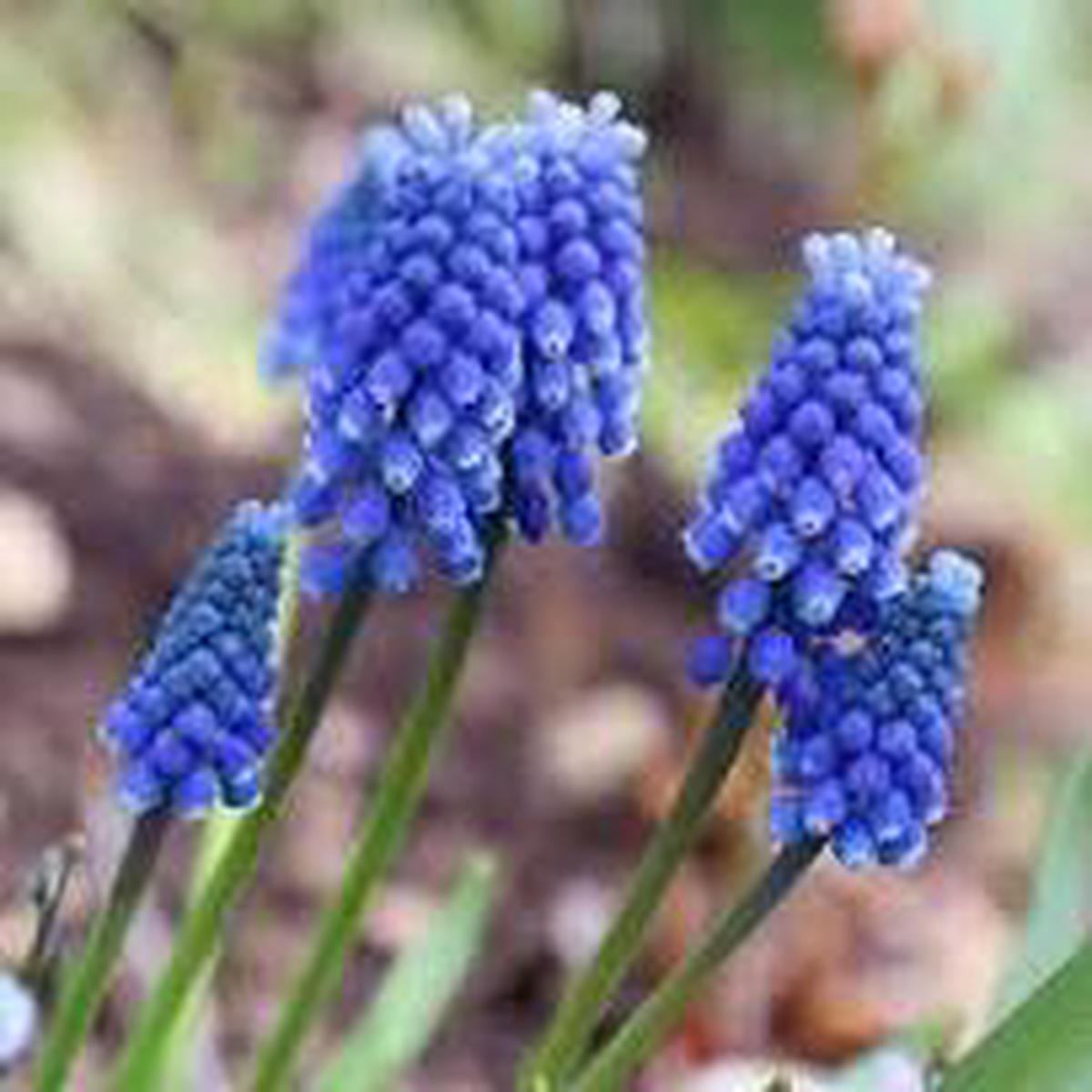 Muscari Armeniacum Bulbs Classic Grape Hyacinth for Spring Borders, Rock Gardens & Containers
