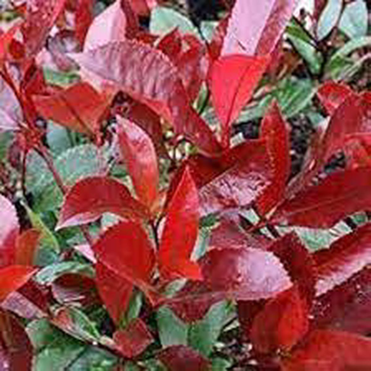 Photinia Serrulata Plant Seeds for Planting Heirloom, Non-GMO, High Germination Organic Garden Seeds