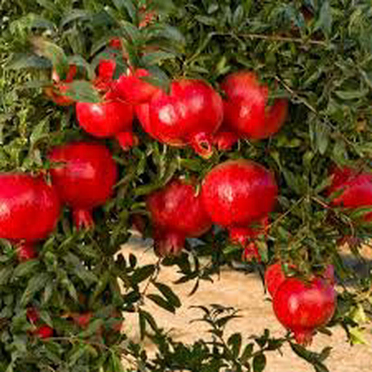 Pomegranate Wonderful Seeds Heirloom, Non-GMO Fruit Seeds for Garden Planting