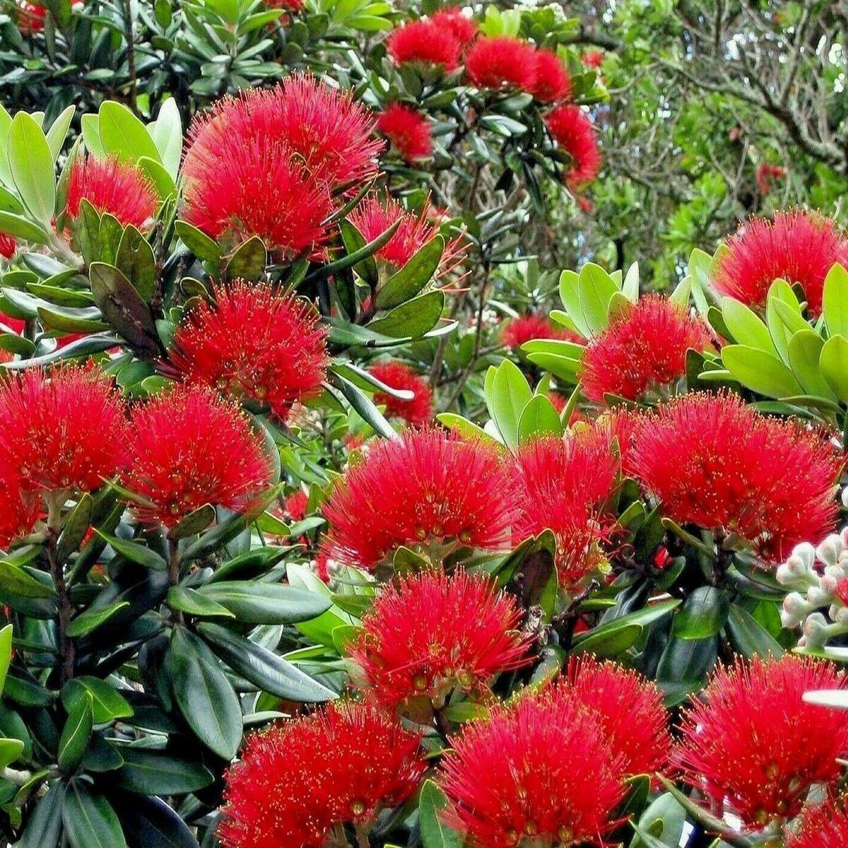 Red Pohutukawa Flower Seeds for Planting Heirloom, Non-GMO, High Germination Organic Garden Seeds
