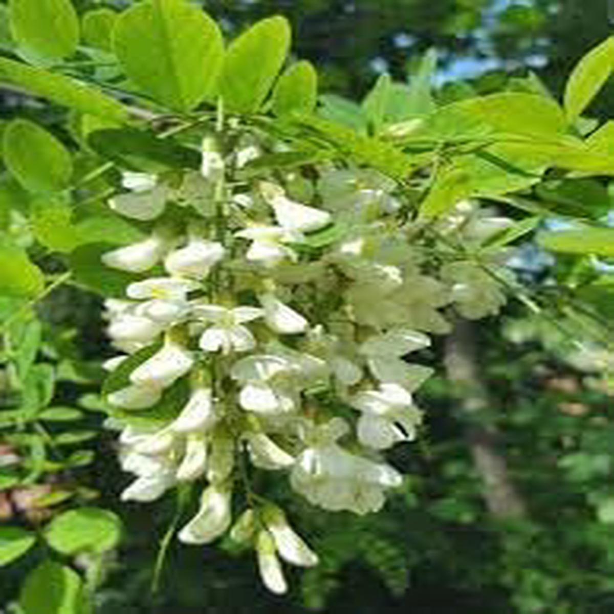 Robinia Flower Seeds for Planting  Fast-Growing Ornamental Tree Seeds