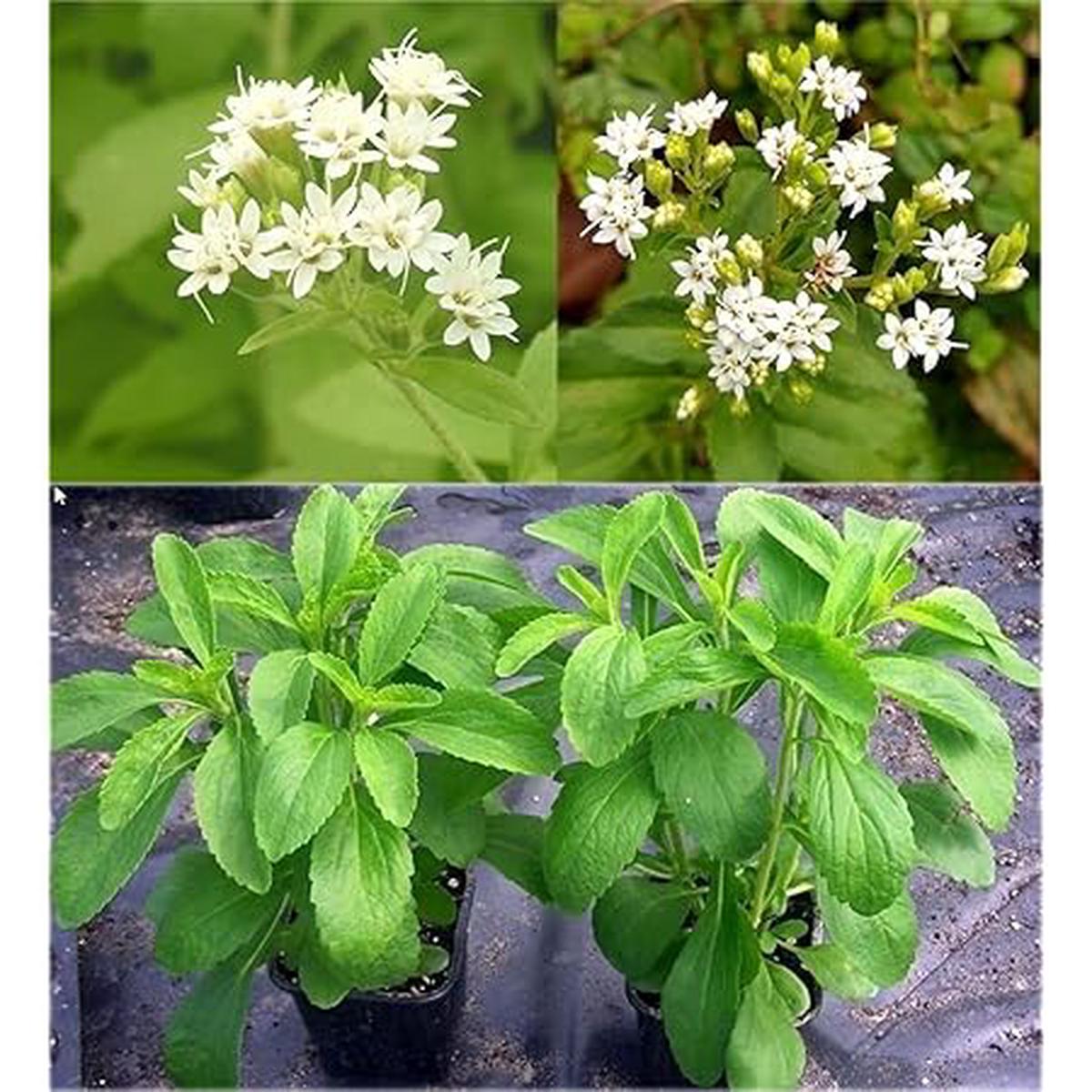 Stevia rebaudiana Seeds for Planting  Natural Sweet Herb, Heirloom & Non-GMO Seeds for Sugar-Free Gardens