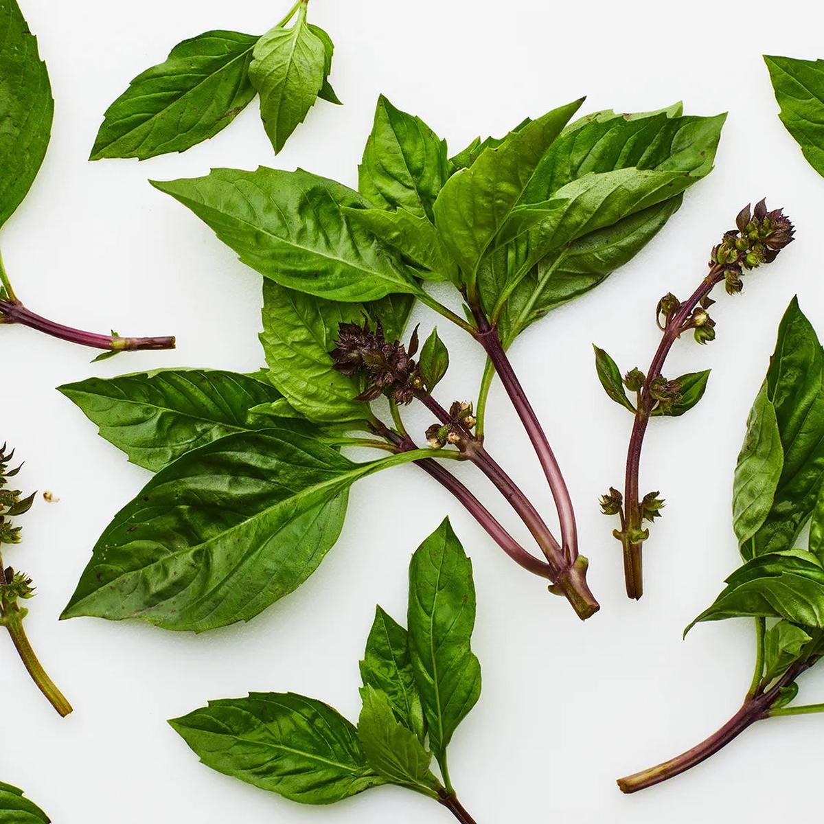 Thai Basil Herb Seeds for Planting  Heirloom, Non-GMO, High Germination Organic Garden Seeds for Culinary Use