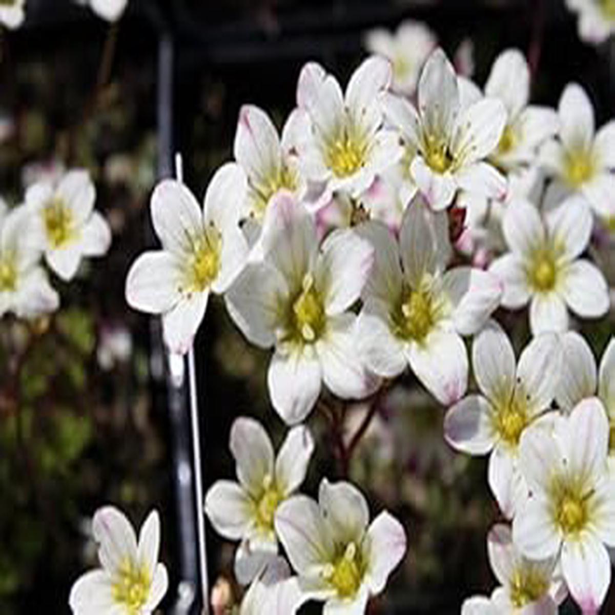 White Burren Flower Seeds for Planting  Heirloom, Non-GMO, High Germination Organic Garden Seeds