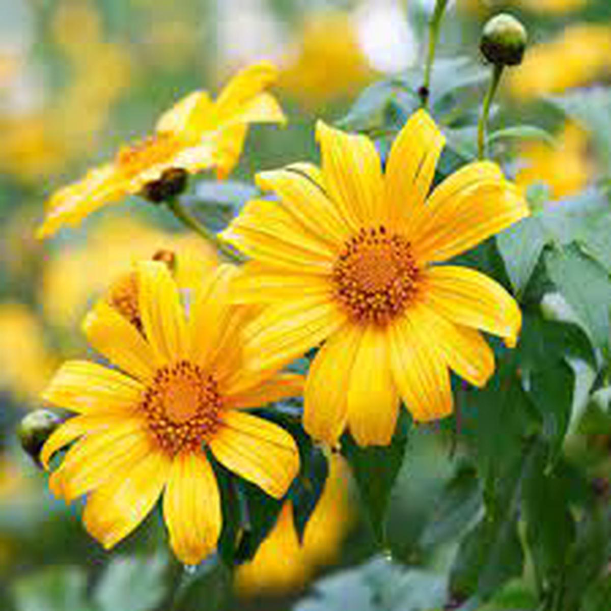 Yellow Torch Mexican Sunflower Seeds (Tithonia) for Planting Heirloom & Non-GMO Blooms for Pollinator and Butterfly Gardens