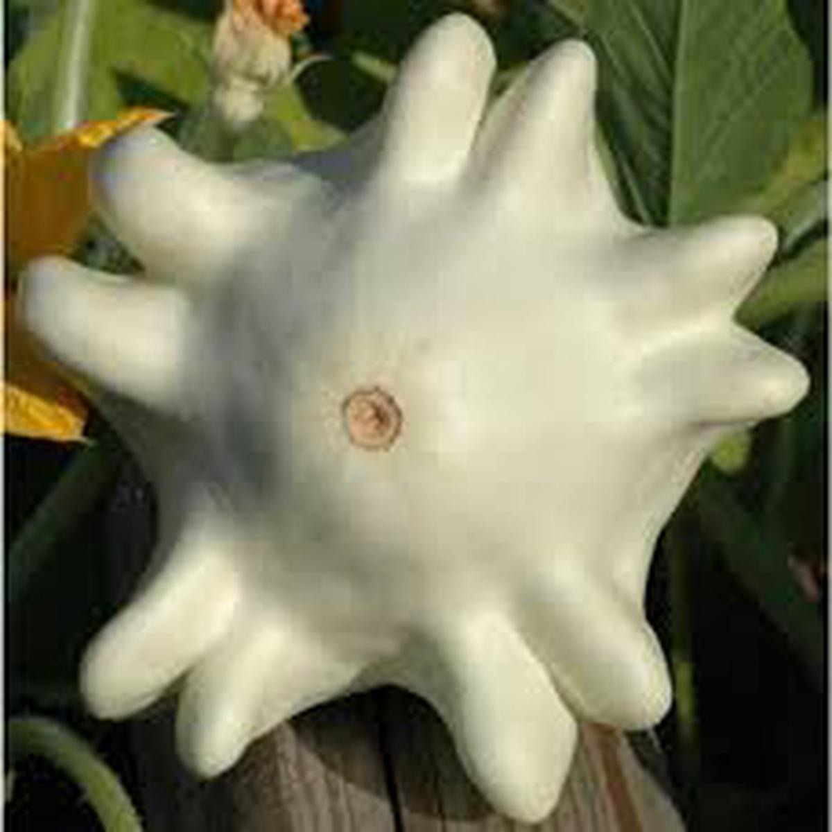 Yugoslavian Finger Squash Seeds for Planting Heirloom, Non-GMO, High Germination Organic Garden Seeds