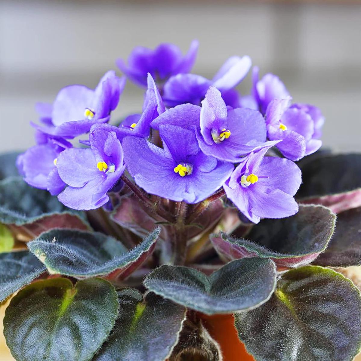 African Violet Delosperma Flower Seeds for Planting  Drought-Tolerant Ice Plant Blooms