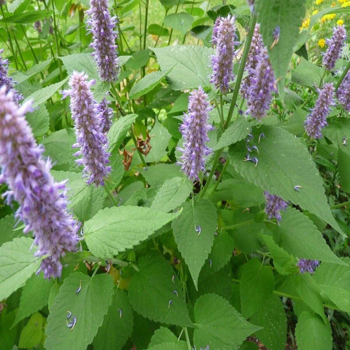 Agastache Rugosa Plant Seeds for Planting  Heirloom, Non-GMO, High Germination Organic Garden Seeds