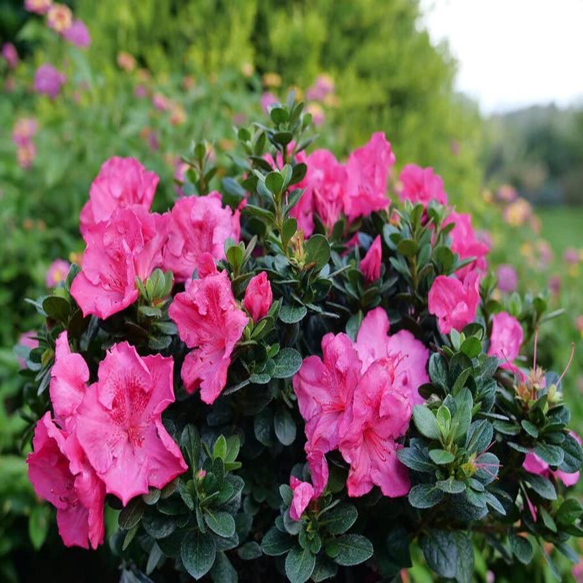 Azalea Flower Seeds Multi-Colored for Planting  Vibrant, Hardy Blooms