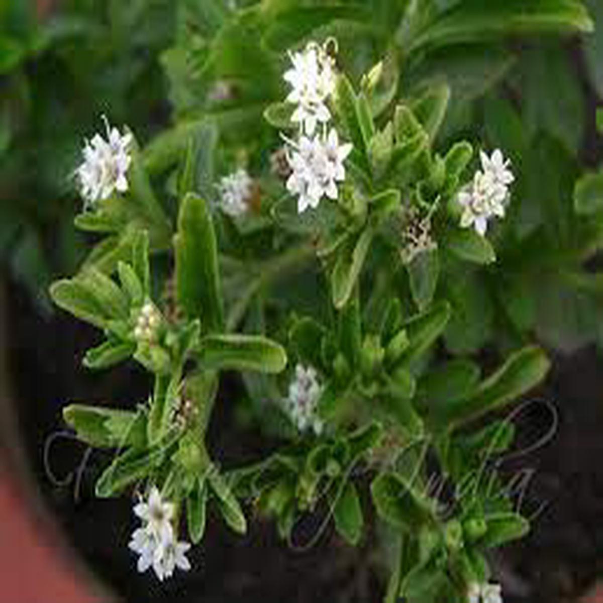 Stevia rebaudiana Seeds for Planting Natural Sweet Herb, Heirloom & Non-GMO Seeds for Sugar-Free Gardens