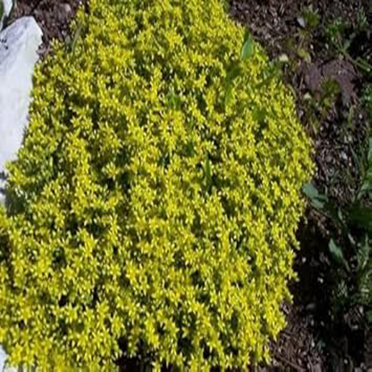 Yellow Stonecrop Flower Seeds for Planting Hardy, Low-Maintenance Ground Cover