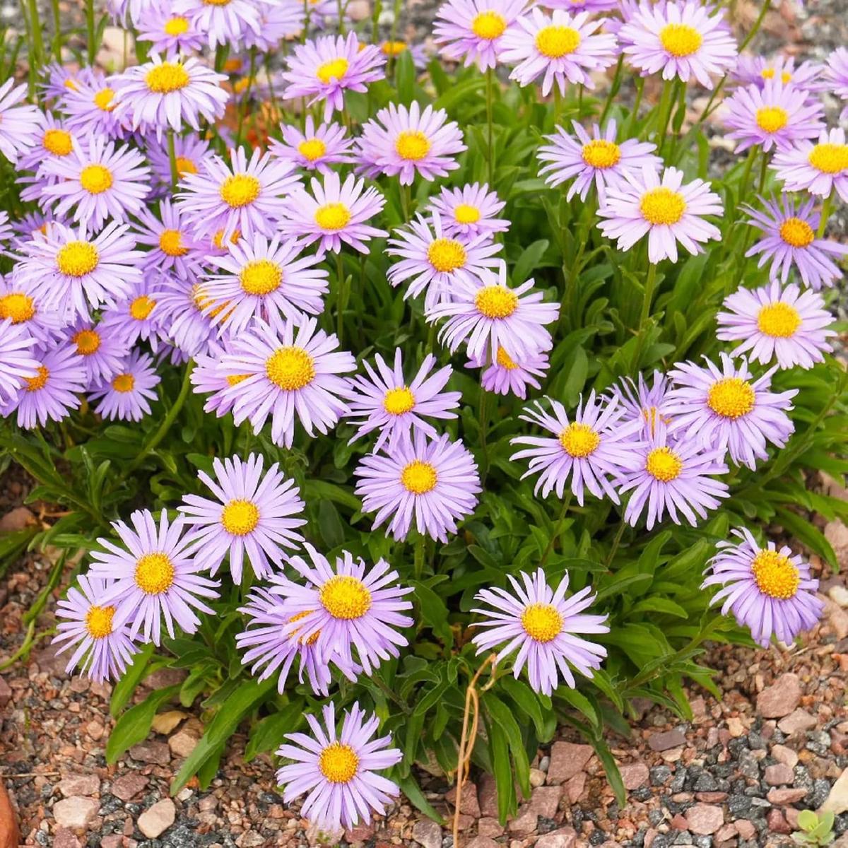 Aster Alpinus Flower Seeds Heirloom, Non-GMO Alpine Garden Blooms