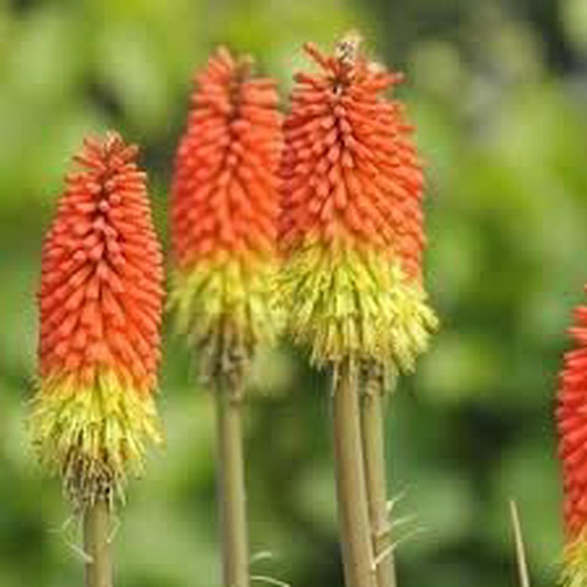 Fresh Caulescens Flower Seeds for Planting Heirloom, Non-GMO, High Germination Organic Garden Seeds