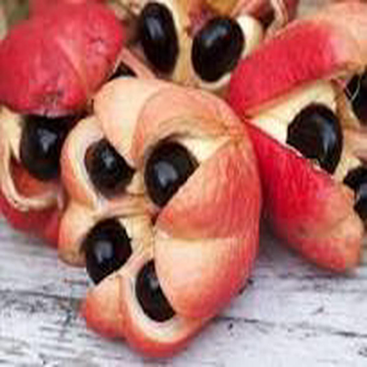 Ackee Fruit Seeds for Garden Planting Heirloom Non-GMO High Germination Organic Garden Seeds