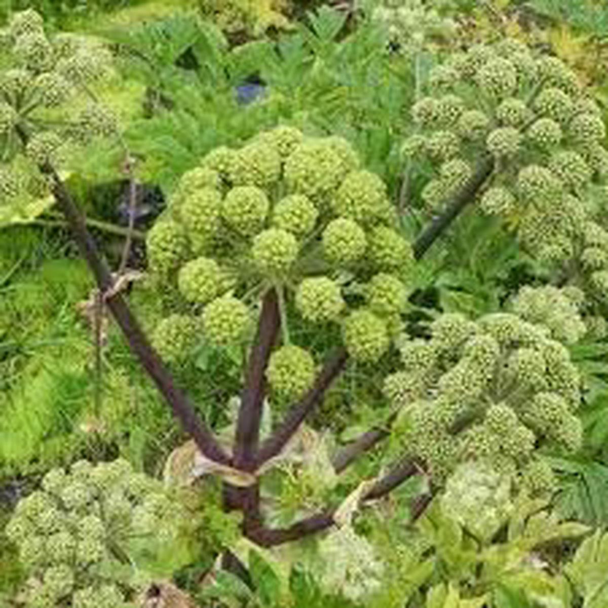 Angelica (Angelica archangelica) Seeds for Planting Heirloom, Non-GMO Medicinal Herb Seeds for Aromatic & Healing Gardens