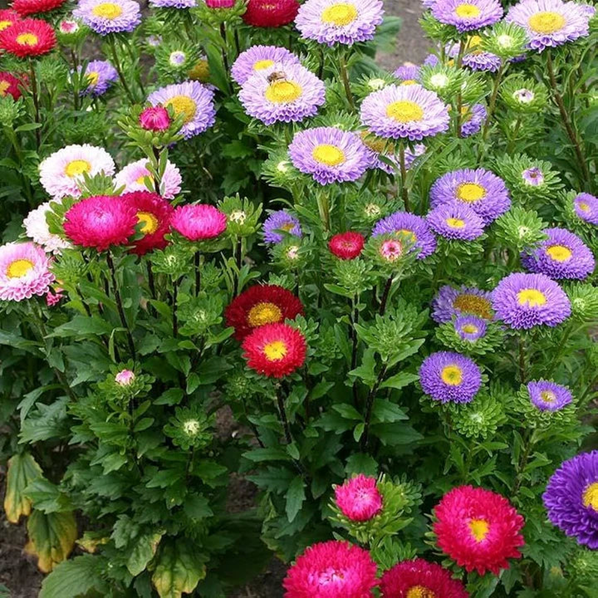 Aster Matsumoto Flower Seeds for Planting  Heirloom & Non-GMO Annual Cut Flower Variety