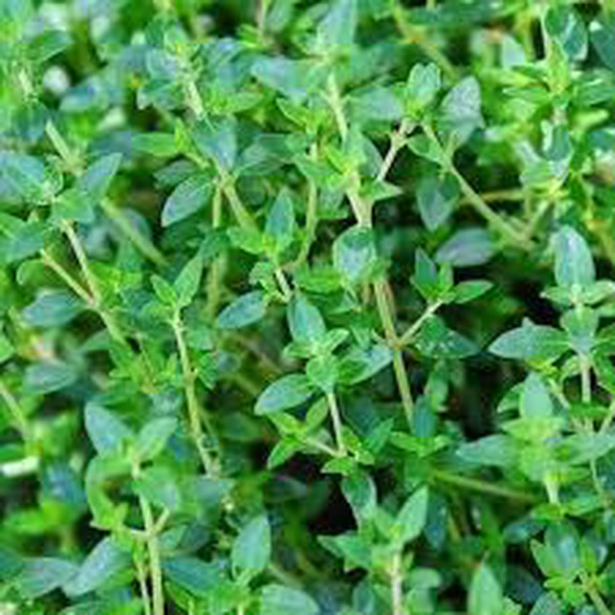 Common Thyme Herb Seeds for Planting Heirloom, Non-GMO Culinary & Medicinal Garden Essential